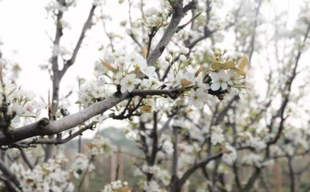 梨花开了！一场梨花雪，惊艳了蔡甸整个春天！关键还免费……