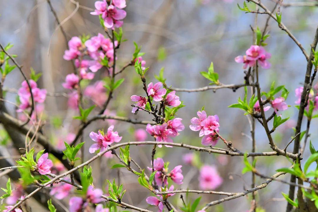 昌宁 春暖花开 惊 醒来 桃花