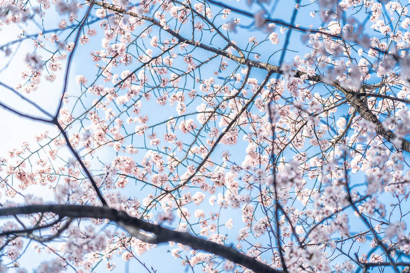 桐庐天子地| 邂逅樱花林，捕捉春的讯号