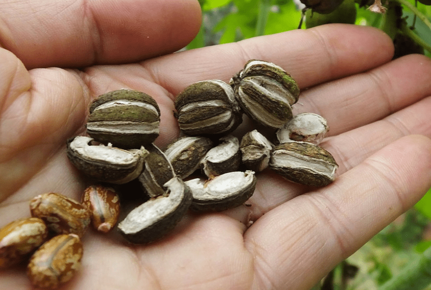 在农村已经比较少见了,为什么人们不愿意种植了?_蓖麻