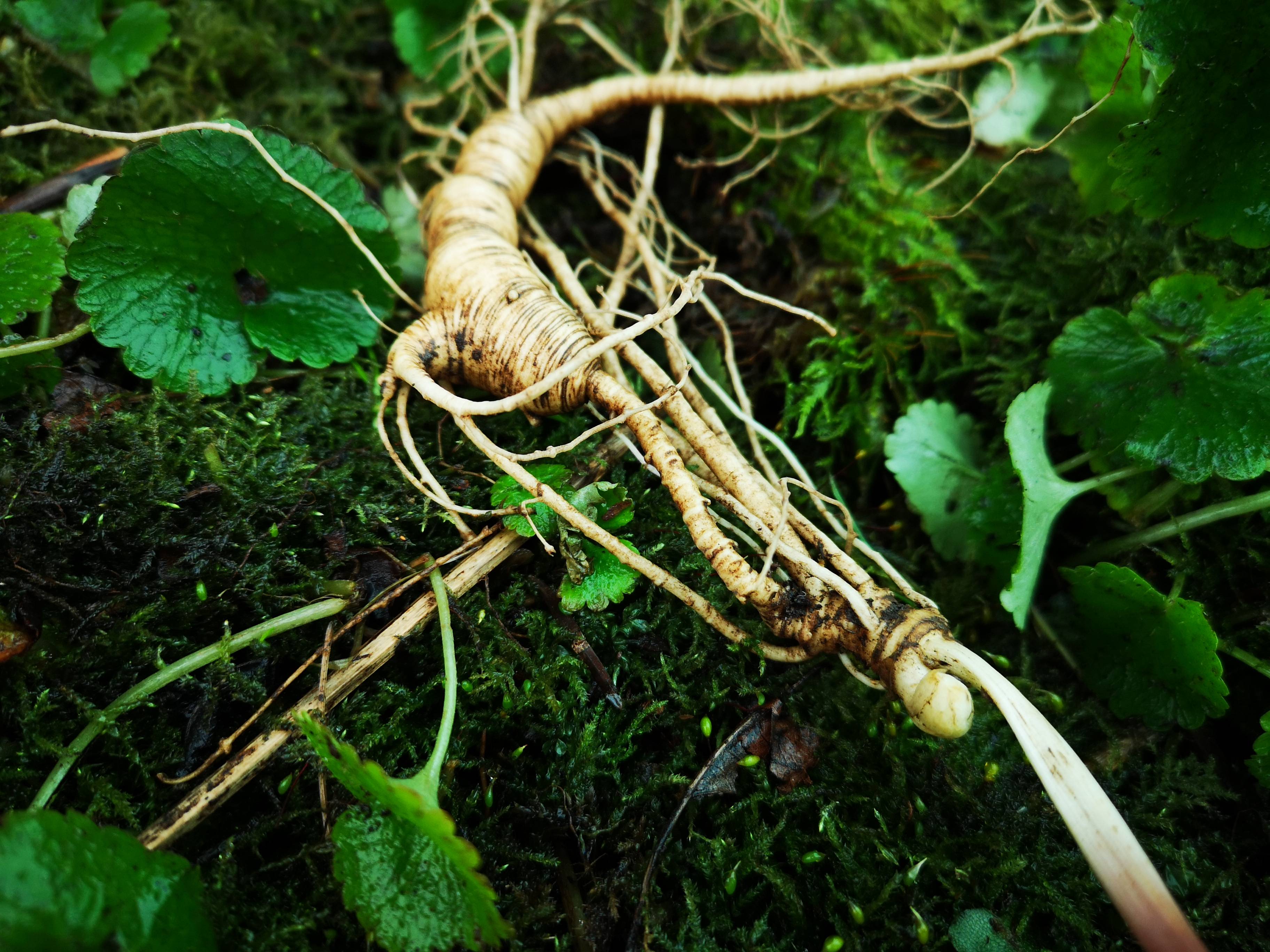 「参须的功效与作用」参须怎样吃效果最好