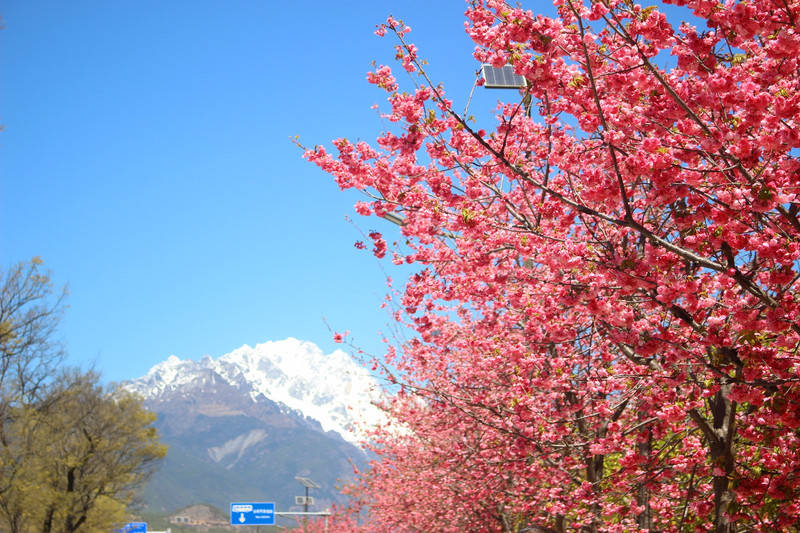 春季来临，丽江赏樱攻略，看雪山樱花再也不用去日本了