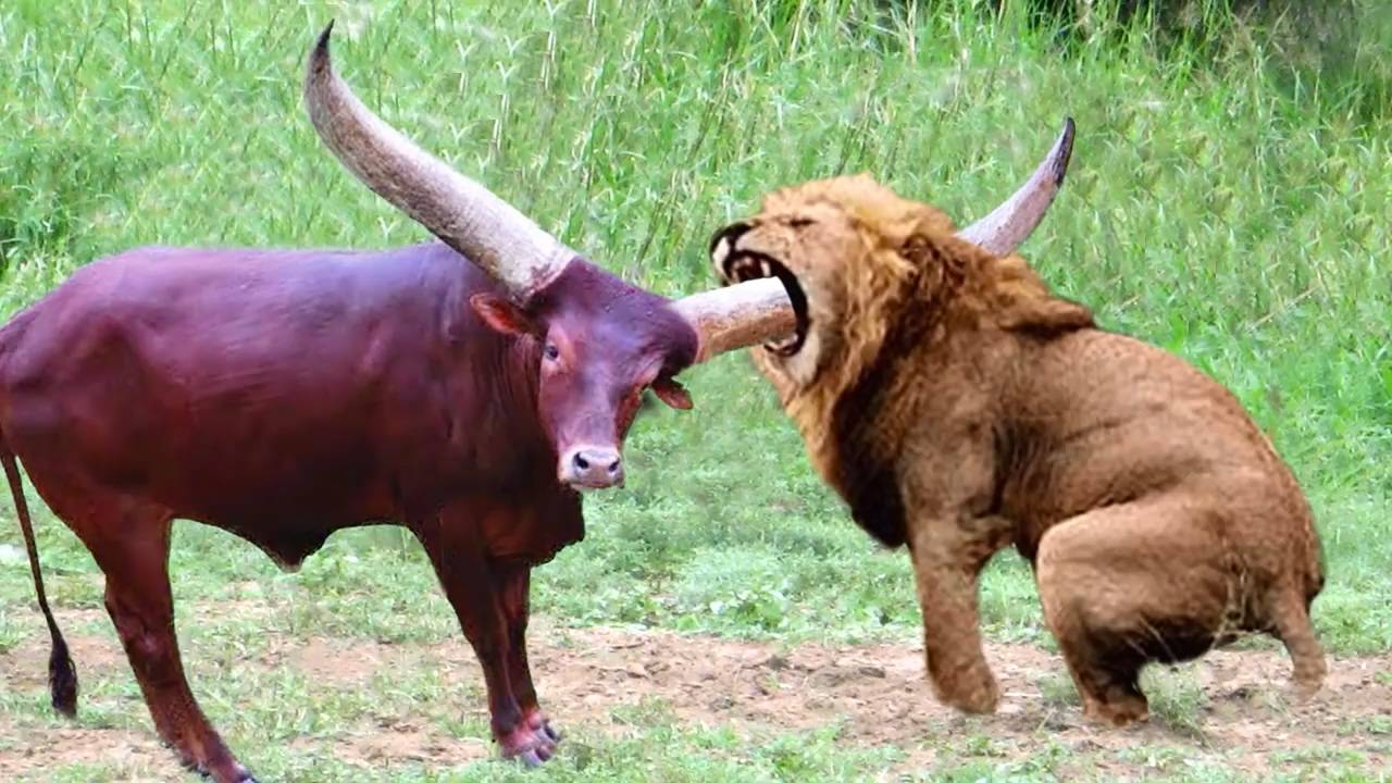北非公牛vs狮子图片