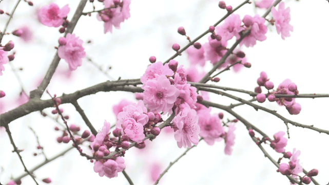 春日美景：红梅花开 香气满园沁心脾