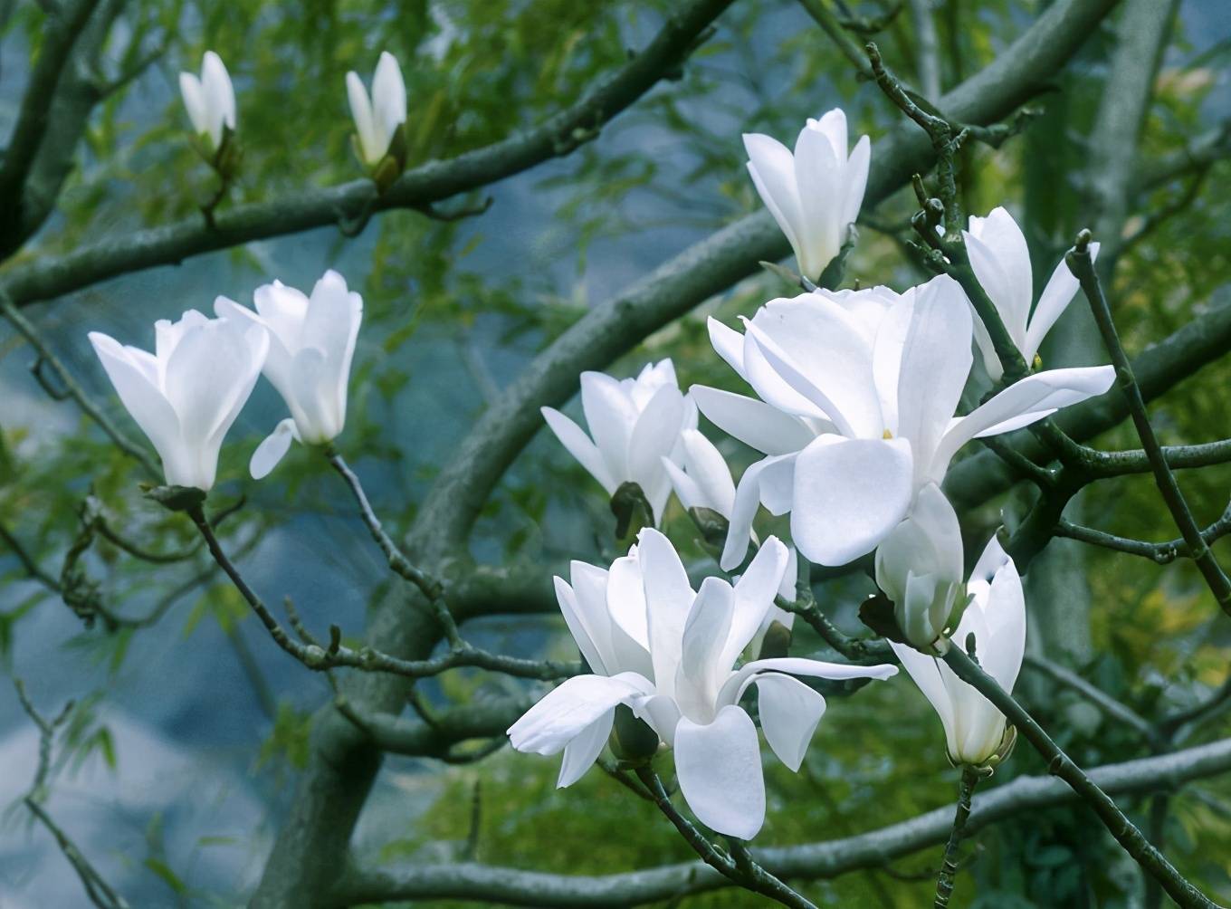 巨石山丨玉兰花赞