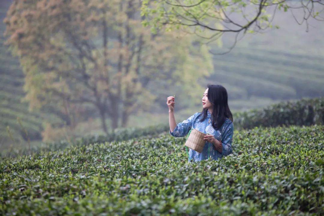 3月重庆踏春游，巴南区藏着一座“仙山”，满园的古装小姐姐在采茶