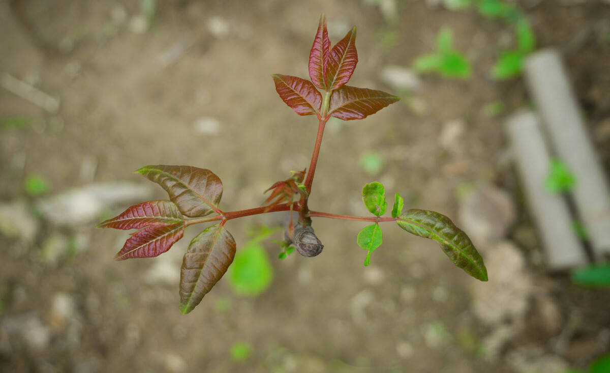 原创以前农村无人问,如今价格达100元/斤,香椿芽为何如此受宠?