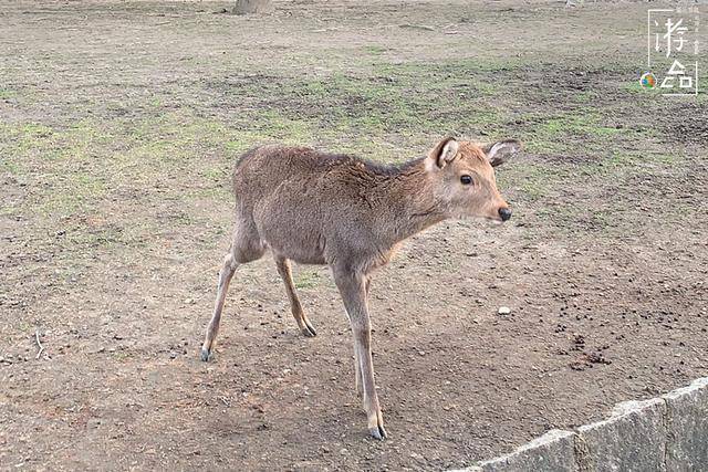 在日本奈良给小鹿当“饲养员”，饲料200日元一份，还必须说英文