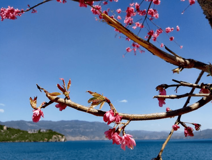 四川、云南交界处，春天的泸沽湖美出另一种境界，生机勃勃！
