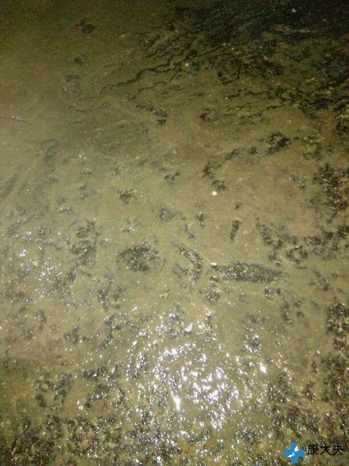 如何分辨猪病毒腹泻还是细菌腹泻呢这有答案