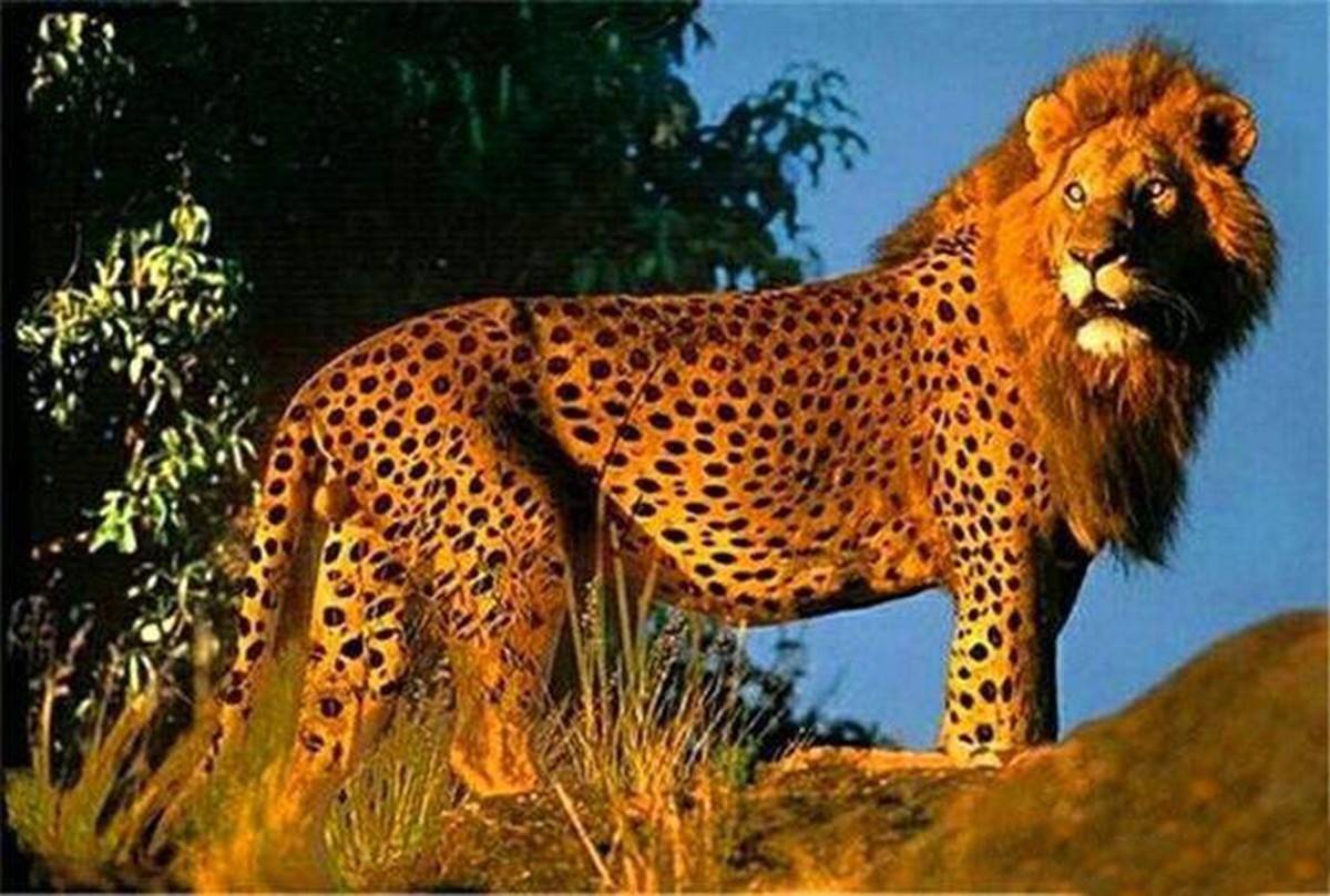 豹子与狮子花前月下都听说过狮虎兽那豹和狮子能生出豹狮兽吗