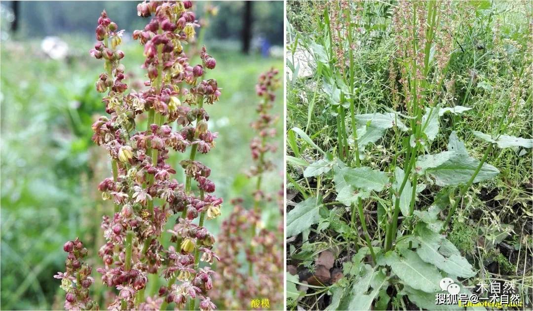 春天常见的100种草本野花 你都认识吗 白色