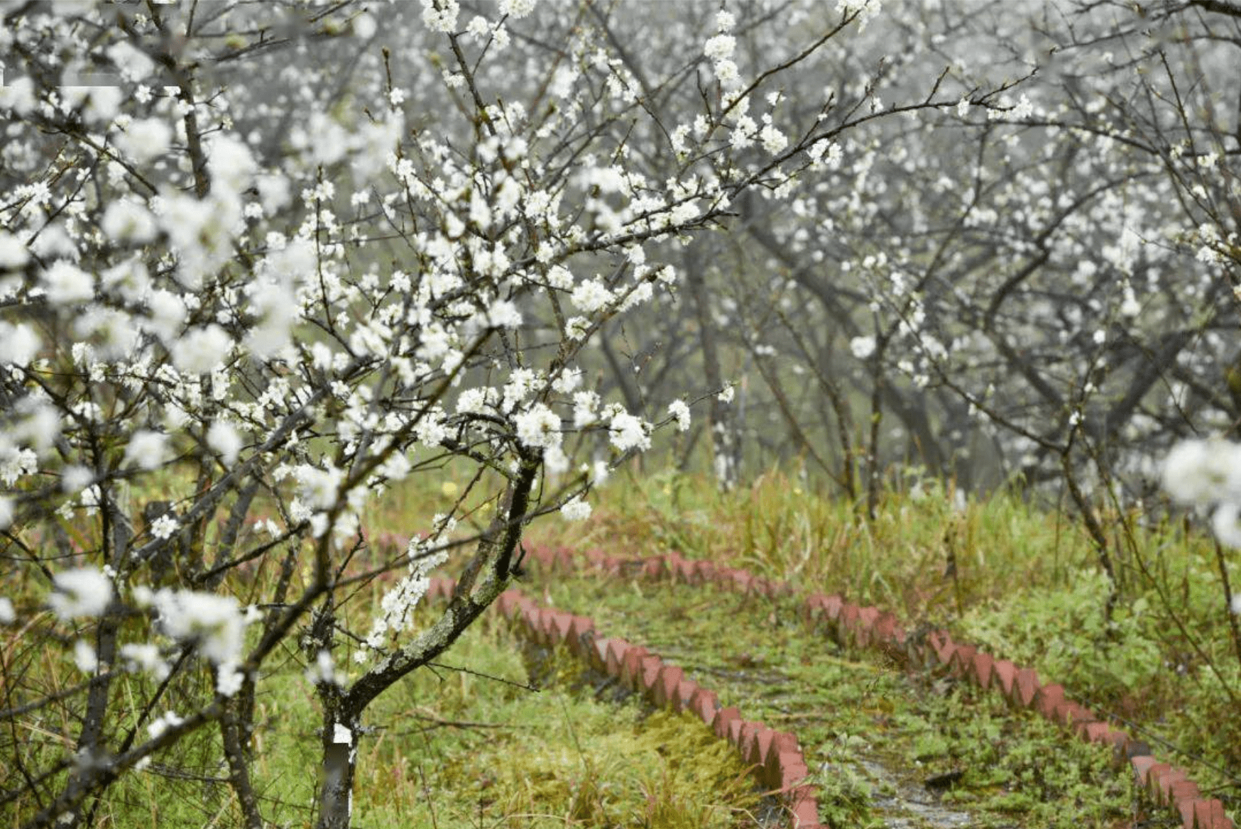 “醉美遵义·酱香仁怀”2021年春季踏青赏花启动仪式将于本周末启动！