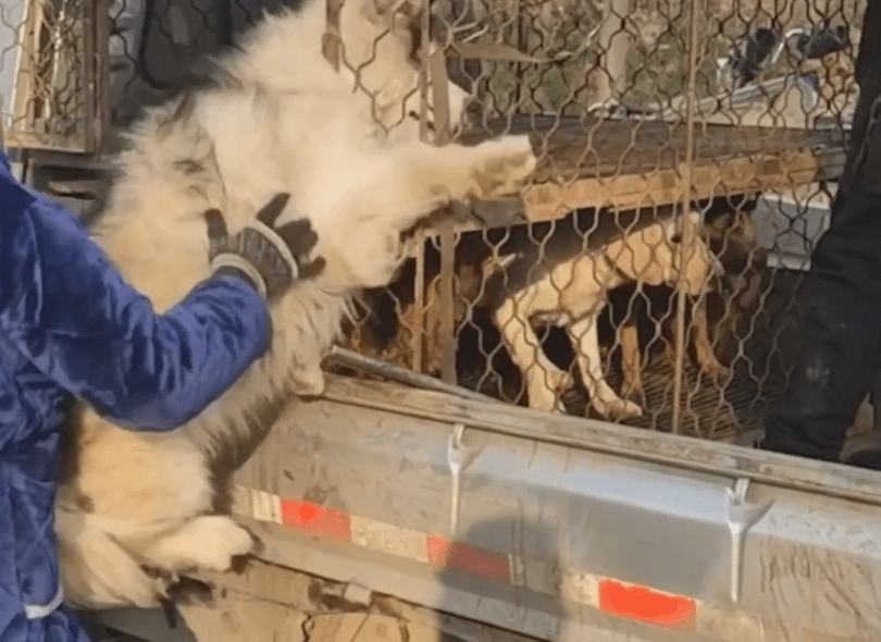 原创山东:被卖狗狗挣扎不愿上狗肉车,主人伸手一推,狗狗彻底绝望了