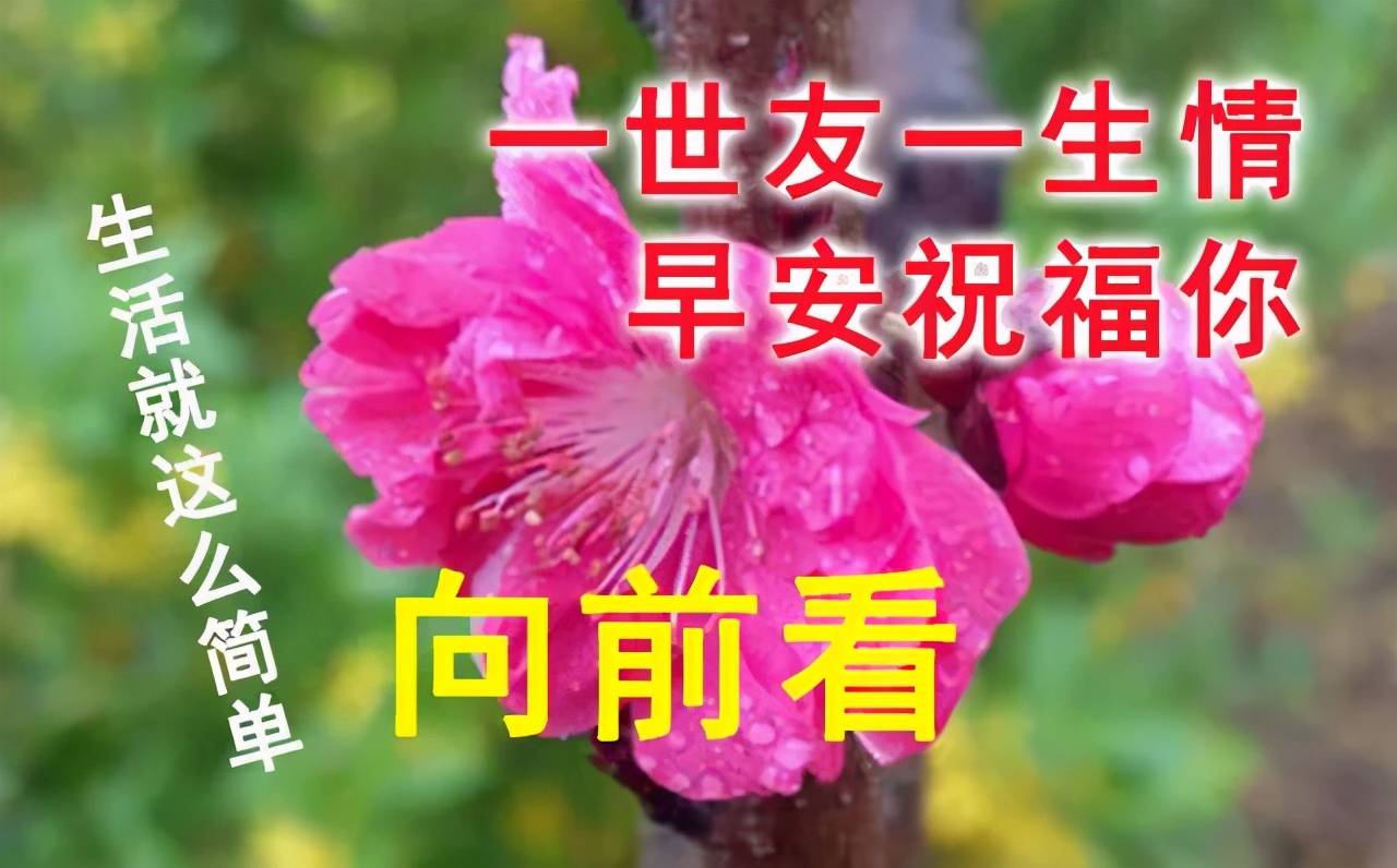 原創清晨慰問朋友的早上好暖心祝福語錄早上好唯美動態表情祝福圖片