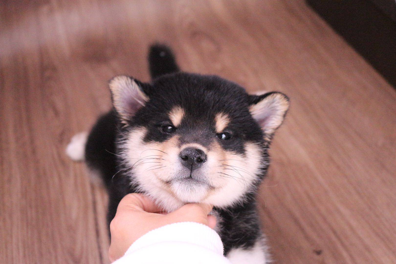 2个月的柴犬从哪里能买到纯血统的