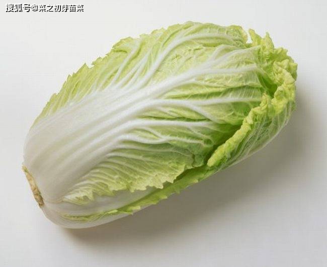 啥时候种小白菜合适 01c037e949974154b9242cf33fe38c02.jpeg