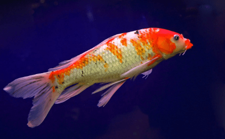 心理测试:四条锦鲤,你会养哪条?测你近期有什么好运到来?