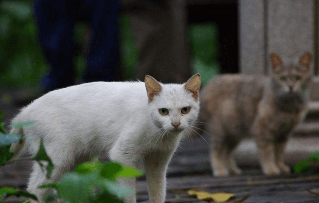 猫咪叫声播放吓老鼠 6cdd7ff290b44b3fbf36eff014482360.png