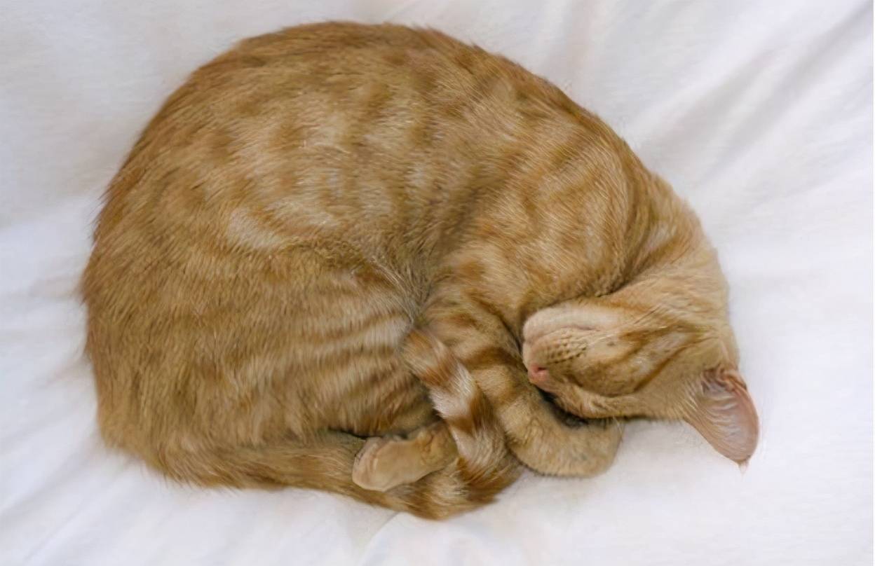 猫咪在冬天经常会把自己卷成一团睡,因为把自己缩成一团睡觉能最大