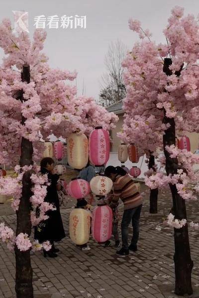 景区举办樱花节，游客跑去一看，傻眼了