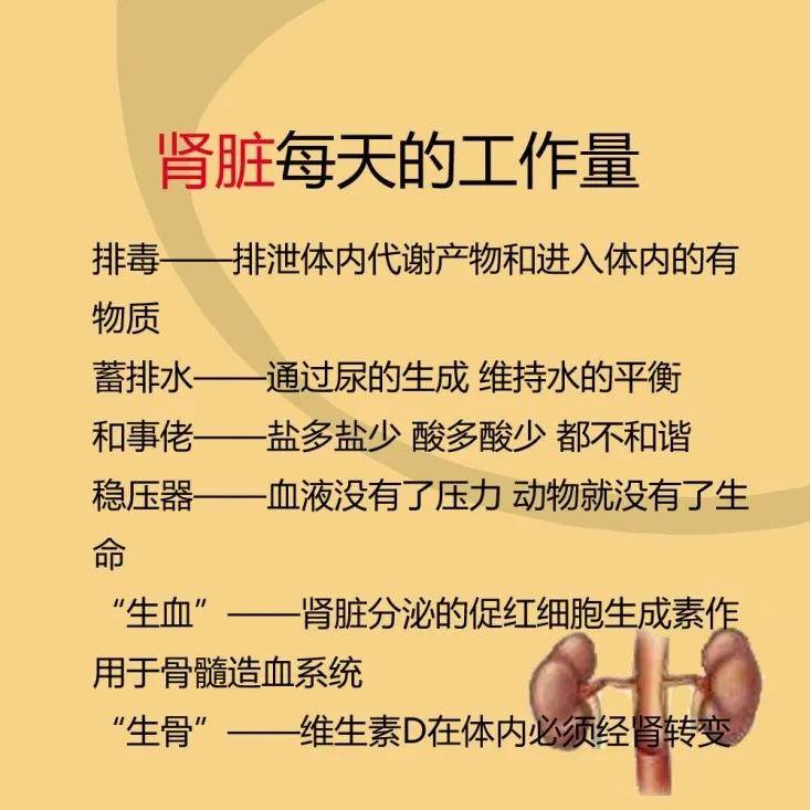 世界肾脏日一份来自肾的独白