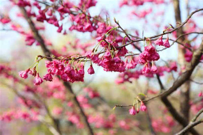 2021上海樱花节本周五开幕 将于三月中下旬迎来樱花海