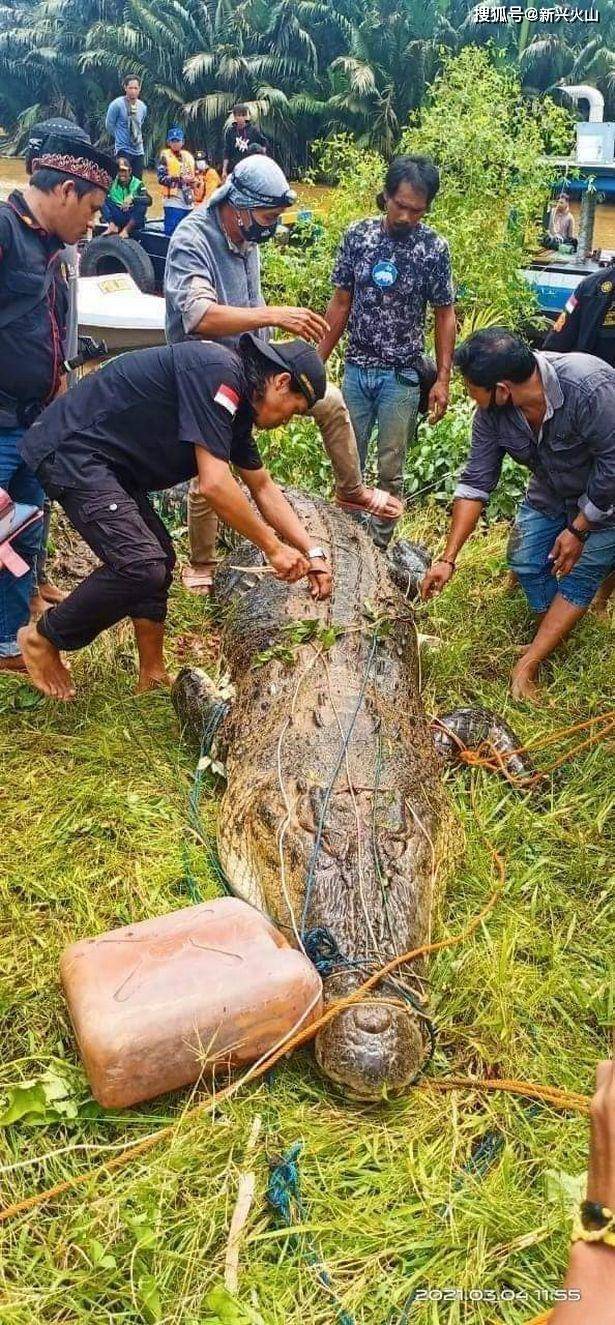 原創印尼8歲小男孩被鱷魚生吞村民憤怒將鱷魚開膛破肚男孩氣絕身亡