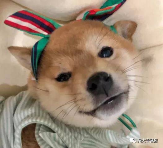 手把手教学 帮助柴犬优雅度过尴尬期 主人