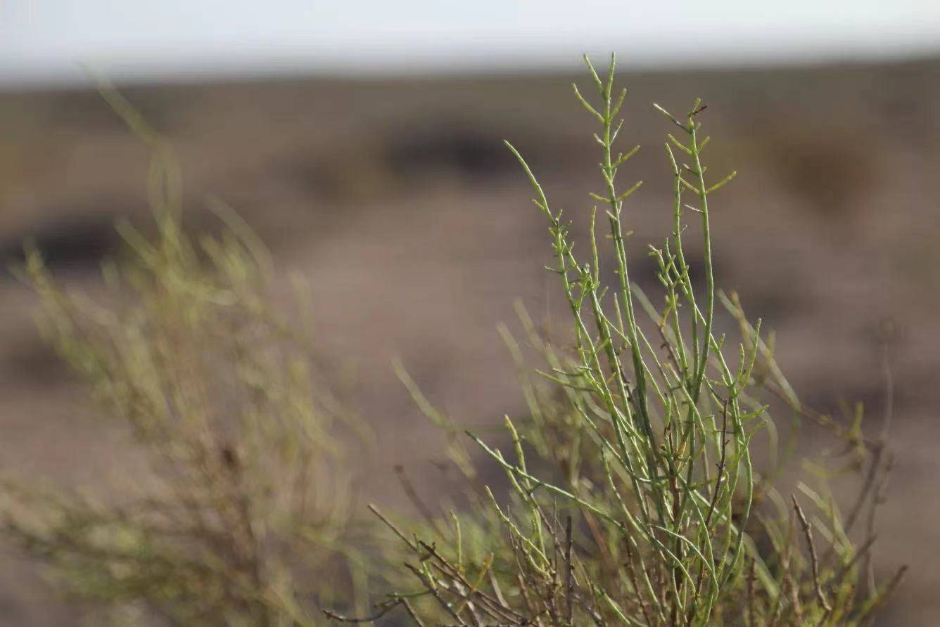 你天天偷能量种的那些树,活得怎么样了?_沙柳