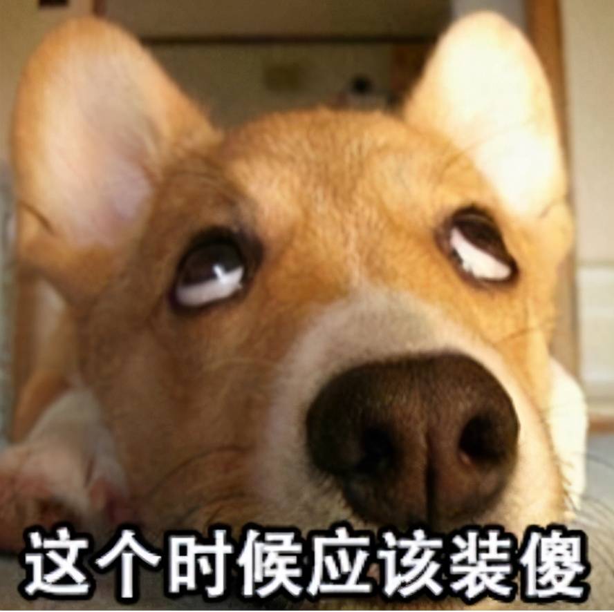 公狗是有奶头的并且请大家手下留情放过它们的奶头千万别再手贱去抠啦