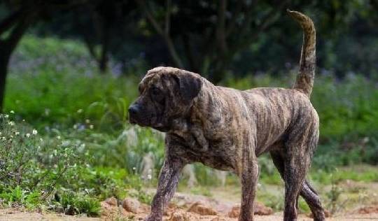 护卫犬排名_卡斯罗护卫犬(3)