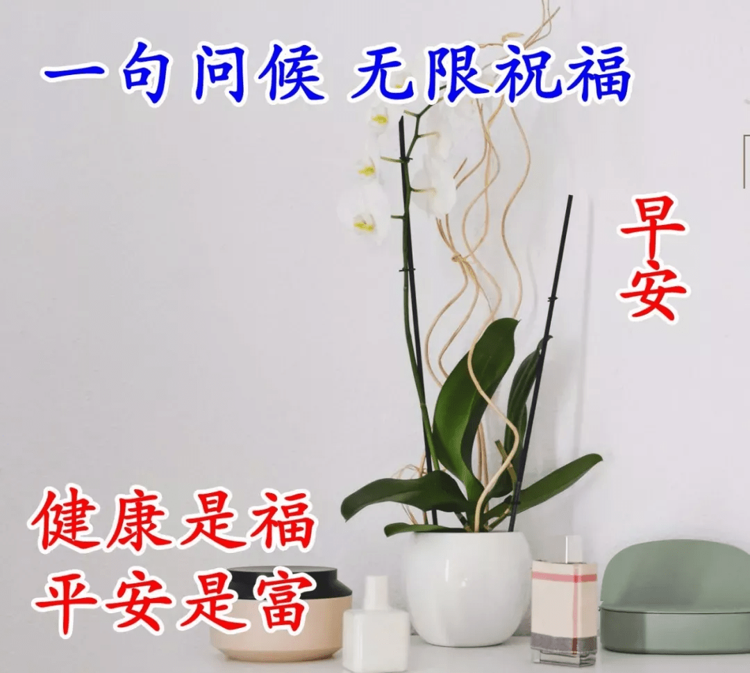 原創早上好最流行的早安經典問候祝福語超美鮮花圖片帶字