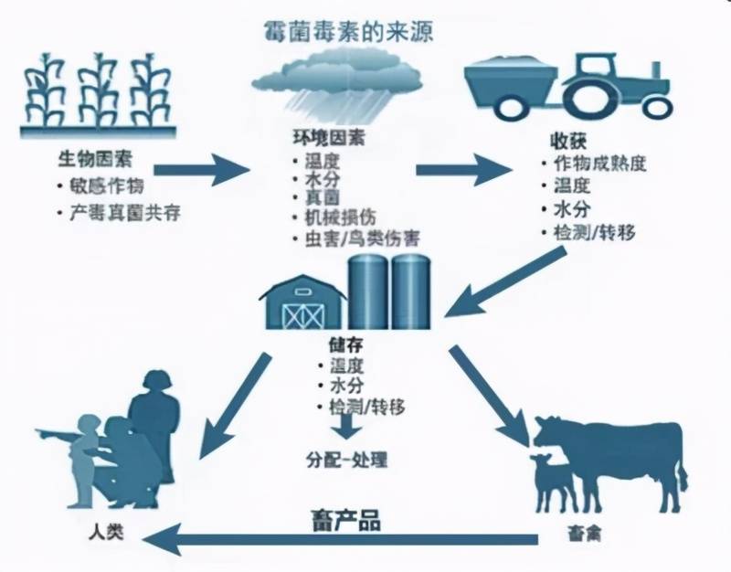 霉菌毒素对动物生产的影响及动物体内清除霉菌毒素的机制