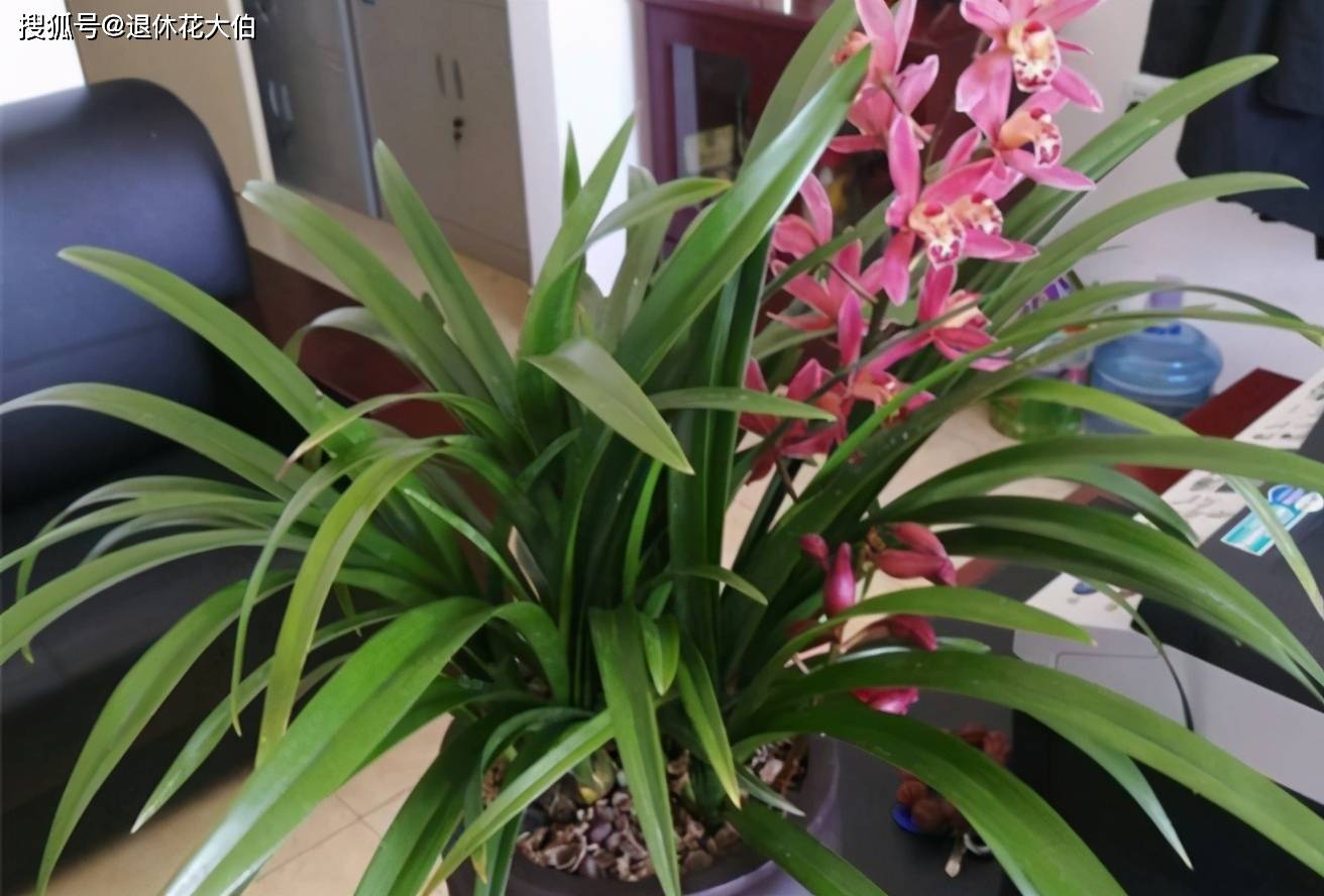 绿萝兰花根须多又壮每次春天换盆土都得修根