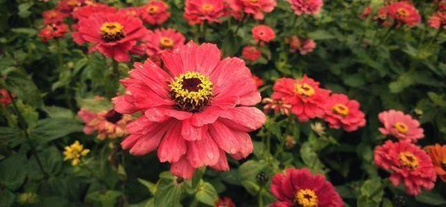 一种野花生命力强大 种在哪里都能爆盆 名叫百日菊从夏开到秋天 光照 一种野花生命力强大 种在哪里都能爆盆 名叫百日菊从夏开到秋天 光照