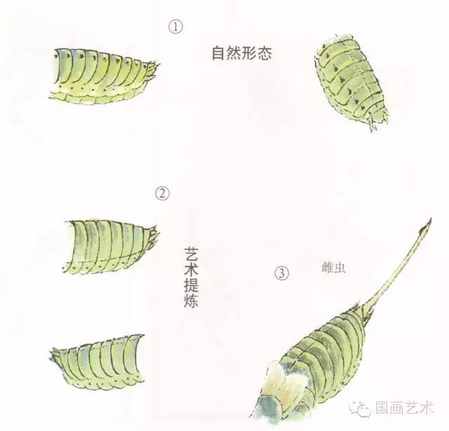 蝈蝈的工笔和写意画法