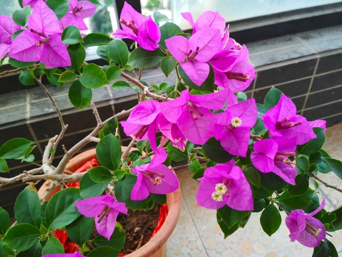 如何修剪三角梅才会开花多 cbdc1d67634d484b9e972a0826fe0936.jpeg