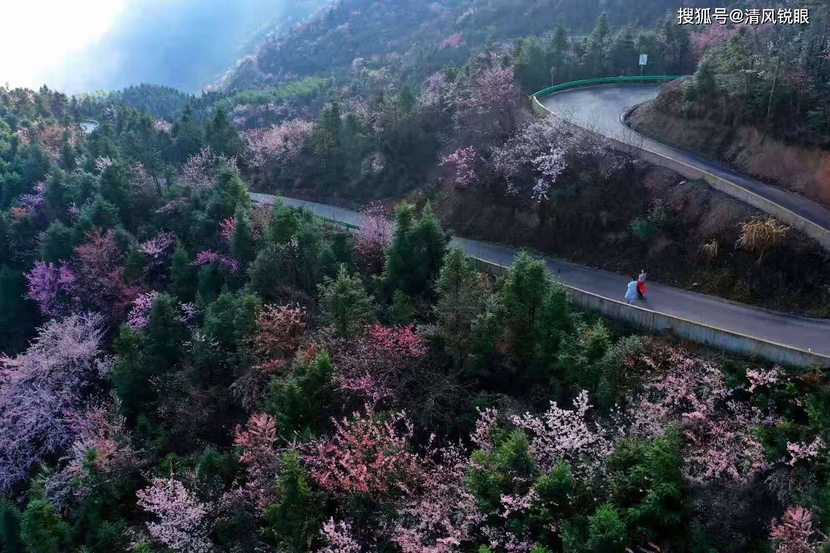 崇阳举办第二届樱花节 打造全域文化旅游新名片