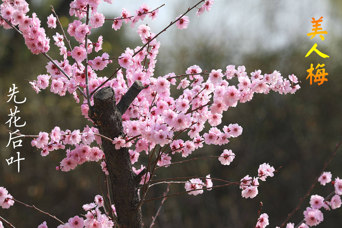 美人梅的无奈 兼谈美人梅和桃花 榆叶梅的区别 花朵