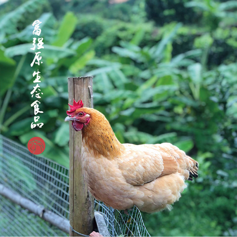 富强原生态鸡为何备受消费者喜爱