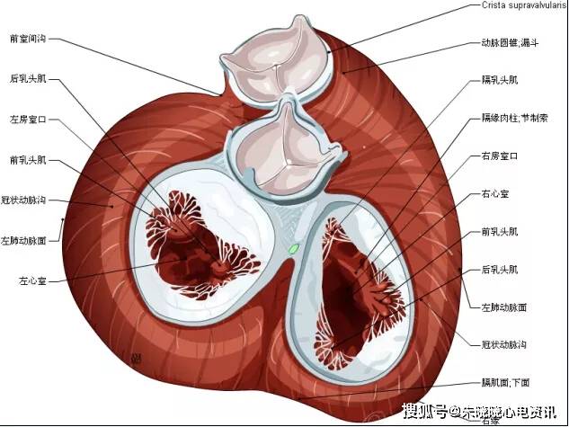 50張高清心臟解剖圖譜太讚了