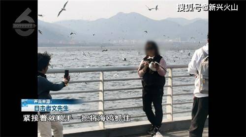 游客在景区随意抓海鸥拍照，素质去哪了？