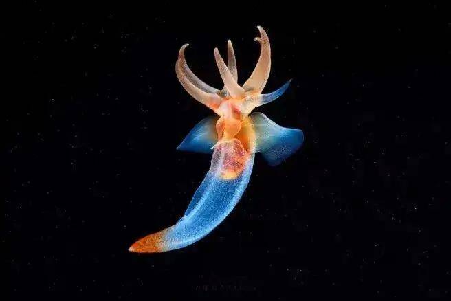 裸海蝶:深海中的精灵