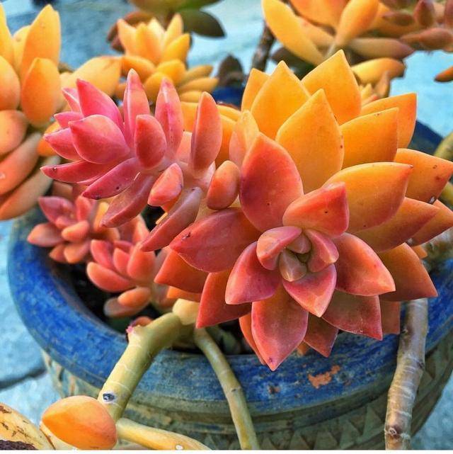 多肉怎么度过三伏天 ab41ad3cda2d4834aa70b3831287b29d.jpeg