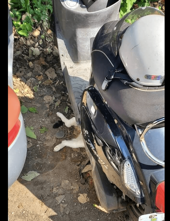 原创猫咪躺在车胎前面睡觉这是碰瓷来了猫在修车扳手递一下