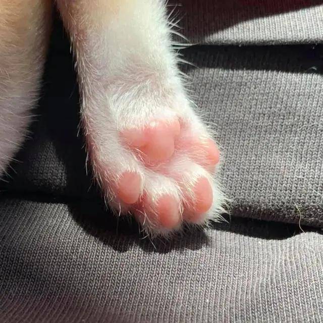 原创养了一只搓脚大汉猫分分钟被笑出内伤哈哈哈