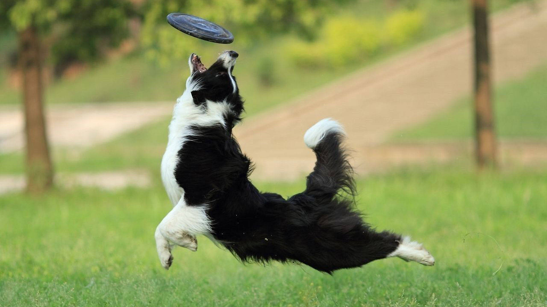 我的狗也能玩飞盘,训练成为飞盘狗的方法其实不难