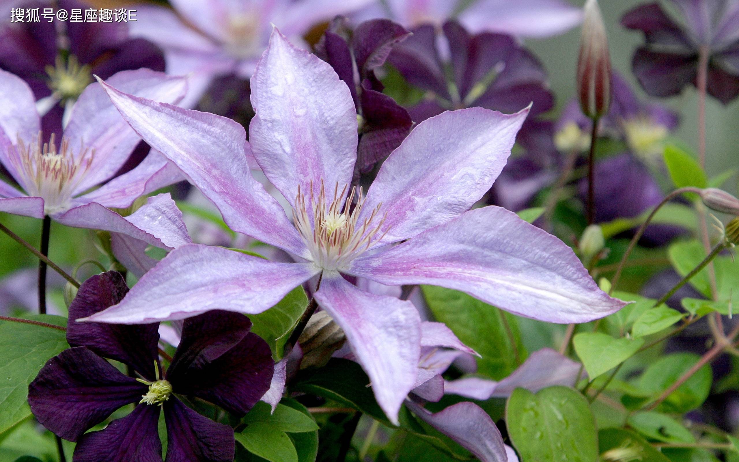 3月17日爱情运势 桃花如雨 真情流露的四大星座 伴侣