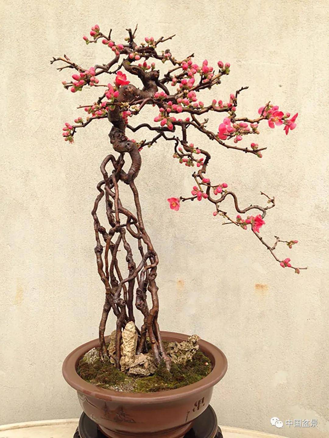 日本海棠盆景图图片
